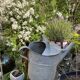 Old zinc watering can
