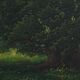 Painting of the nineteenth "summer landscape"