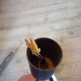 Hanging lamp years 50