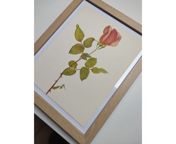 Rose botanical board - Vintage original from 1968 - Countess Vandal
