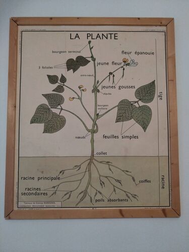 Affiche vintage botanique
