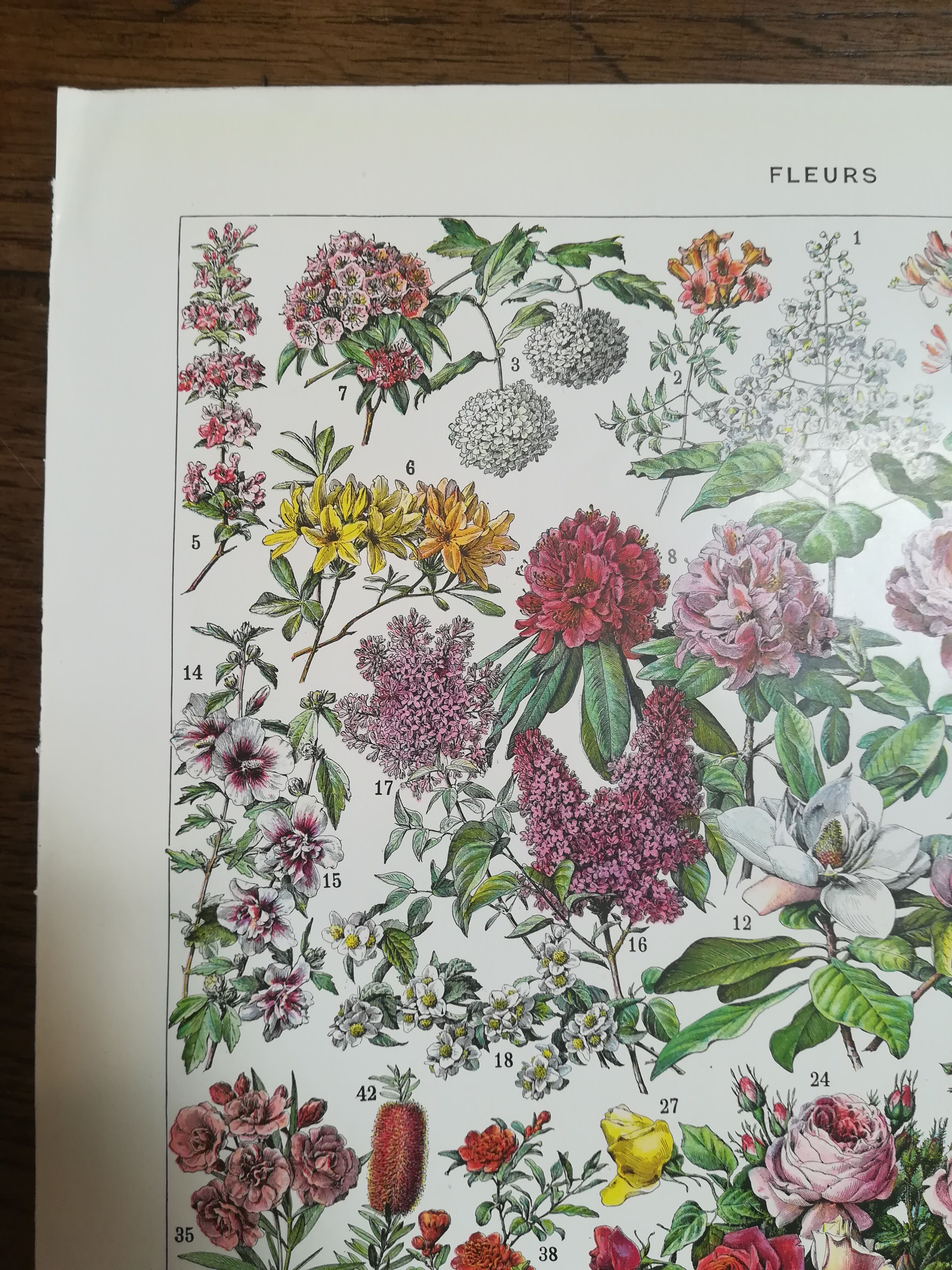 Lithograph on flowers from 1928 "rose bushes"