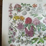 Lithograph on flowers from 1928 "rose bushes"