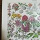 Lithograph on flowers from 1928 "rose bushes"