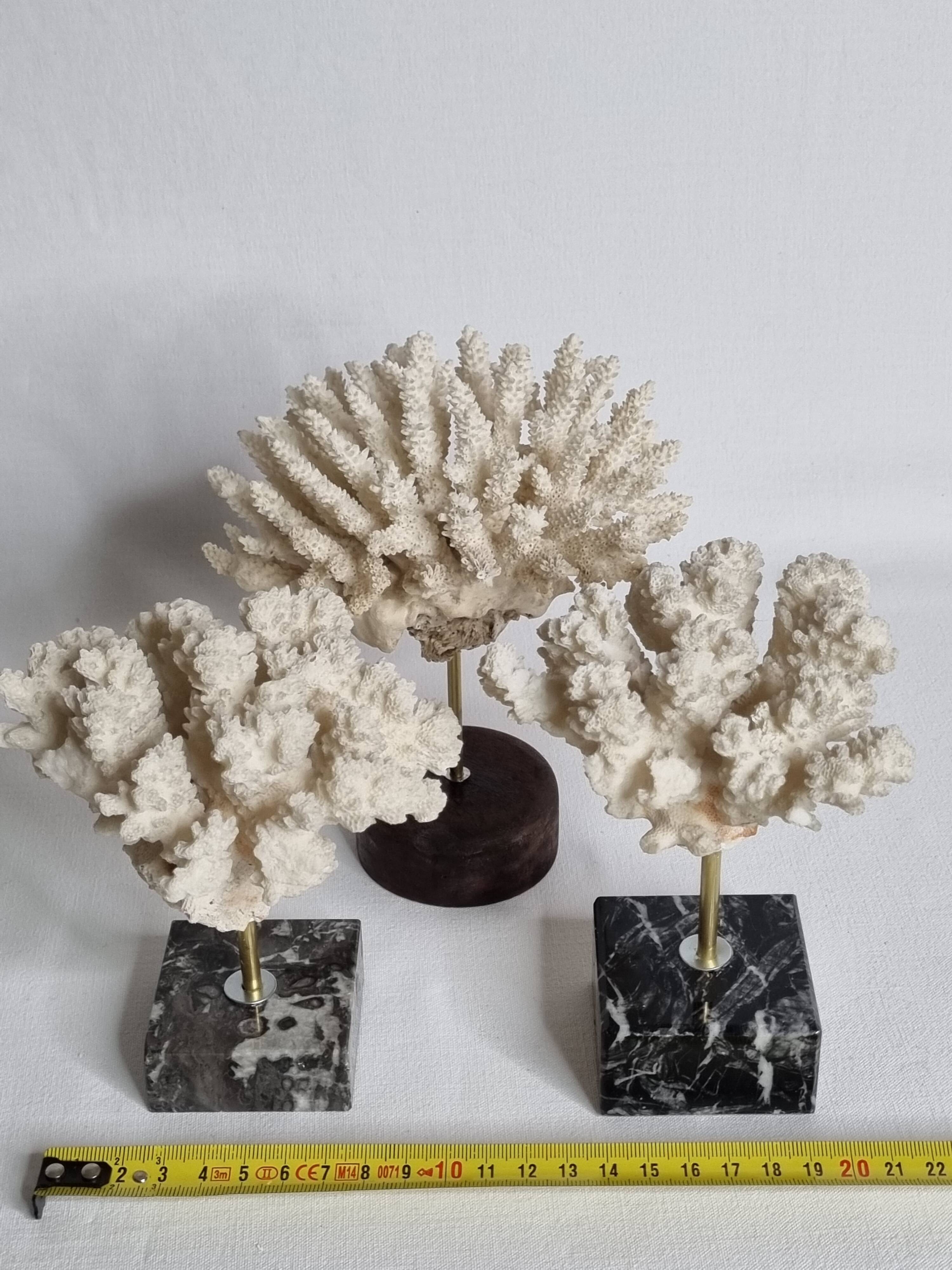 Set of three old white corals on base, 16 cm