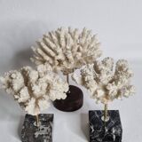 Set of three old white corals on base, 16 cm
