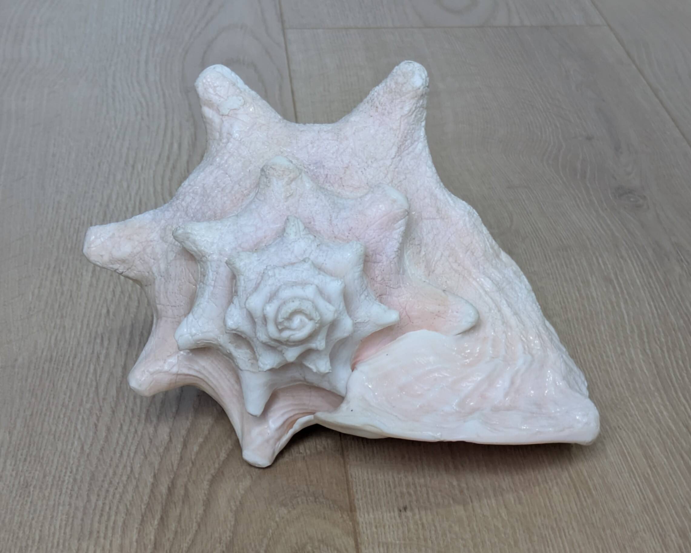 Heavy Marine Shell "Lambi" (Strombus Gigas) - Pink Interior - 1.37 kg