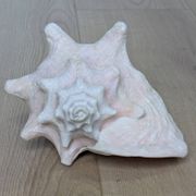Heavy Marine Shell "Lambi" (Strombus Gigas) - Pink Interior - 1.37 kg
