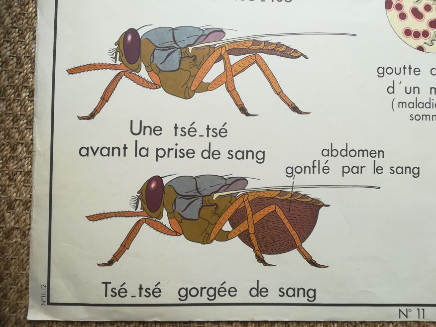 Affiche pédagogique Rossignol "Les termites et la mouche Tsé-Tsé" vintage.  | Selency