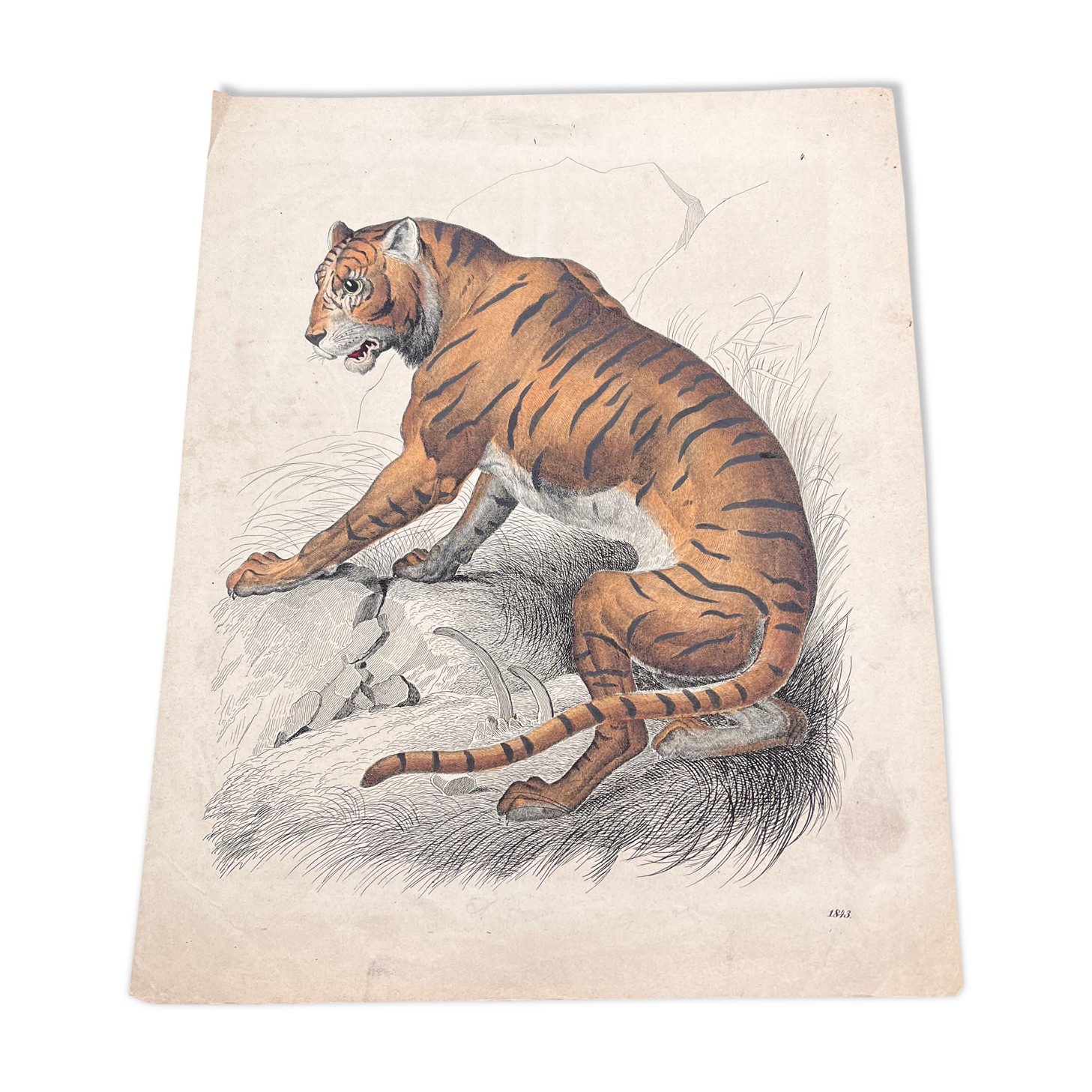 Tiger poster (lithograph)