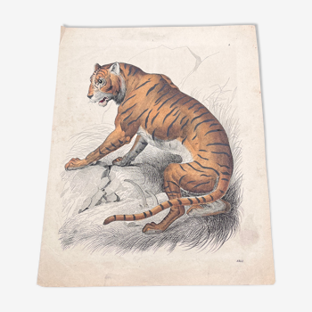 Tiger poster (lithograph)