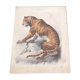 Affiche (lithographie) tigre