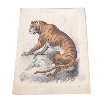 Tiger poster (lithograph)