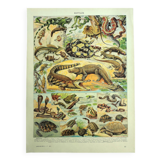 Old lithograph 1928 A. Millot - Reptiles