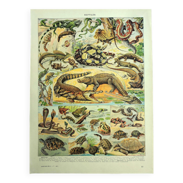 Lithographie ancienne 1928 A. Millot - Reptiles