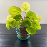 Woven relief glass planter
