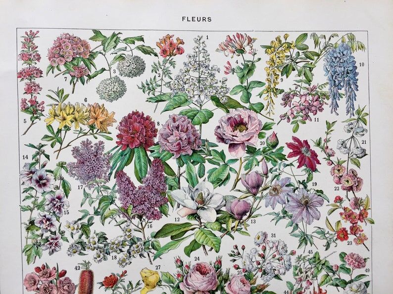 Illustration ancienne Millot "Fleurs d'arbres"