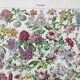 Illustration ancienne Millot "Fleurs d'arbres"