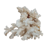 Real coral of the 70s