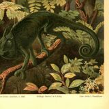 Old engraving from 1904 - Chameleons - chromolithograph zoology plate