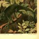 Old engraving from 1904 - Chameleons - chromolithograph zoology plate