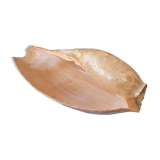 Shellfish