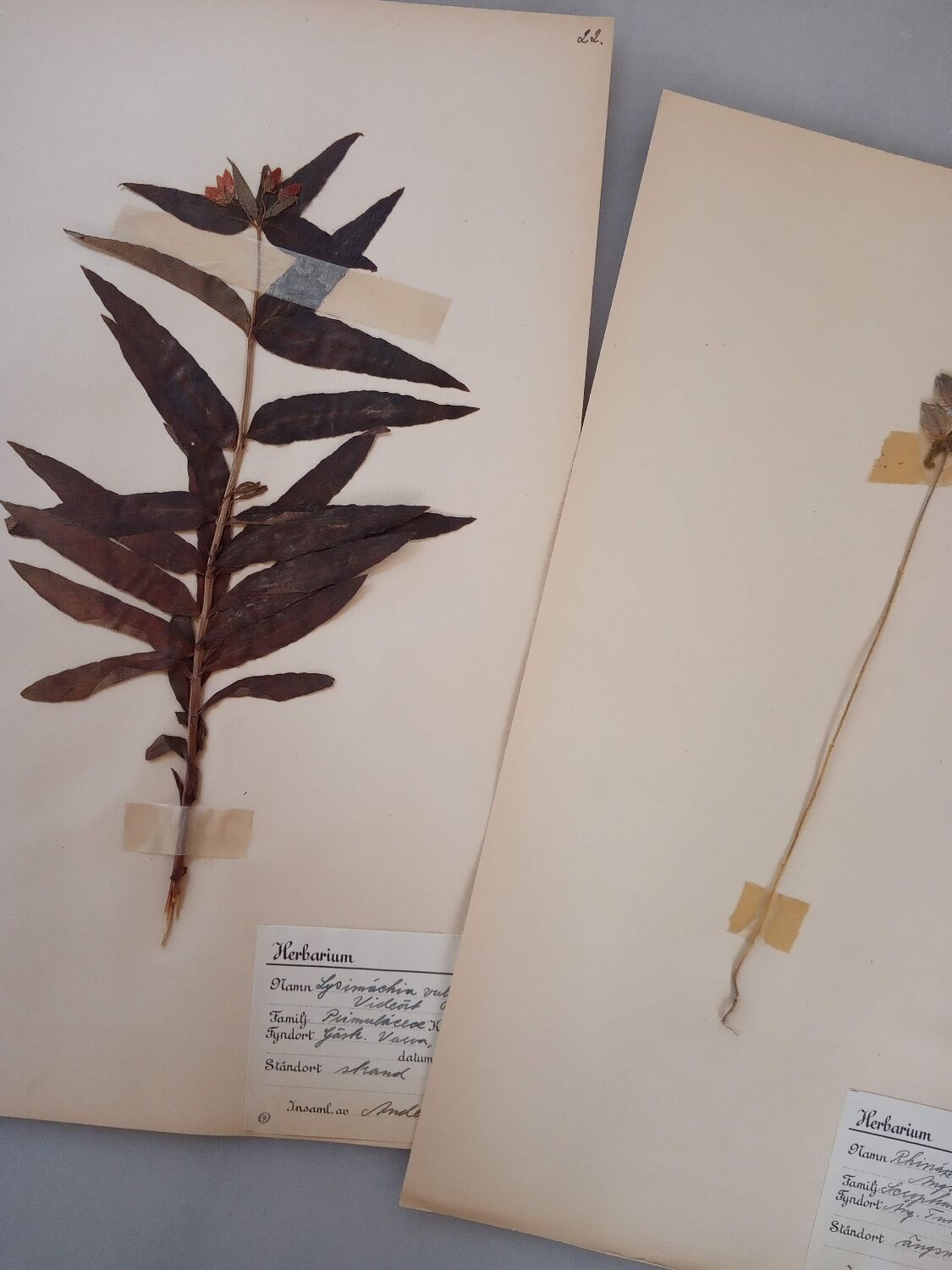 Old Swedish Herbarium - 4 plates