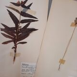 Old Swedish Herbarium - 4 plates