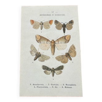 Old botanical board double-sided naturalist butterfly engraving