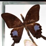 Display case with two butterflies, 1970s