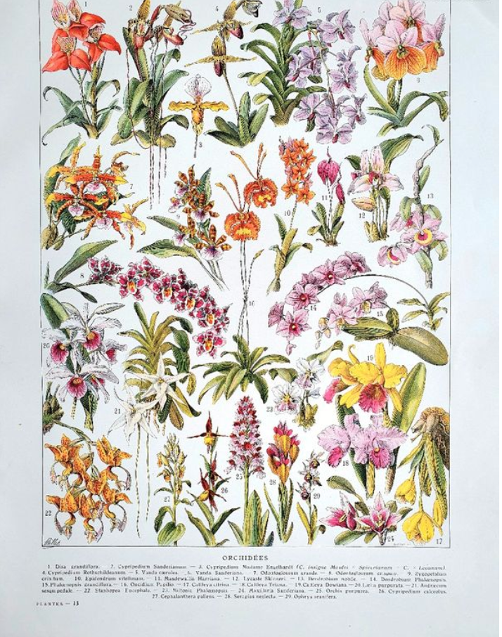 Old botanical board 20s orchids