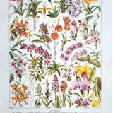Old botanical board 20s orchids