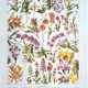 Old botanical board 20s orchids