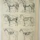 Old lithograph 1922, Anatomy of the horse, riding, stable • Engraving, original illustration