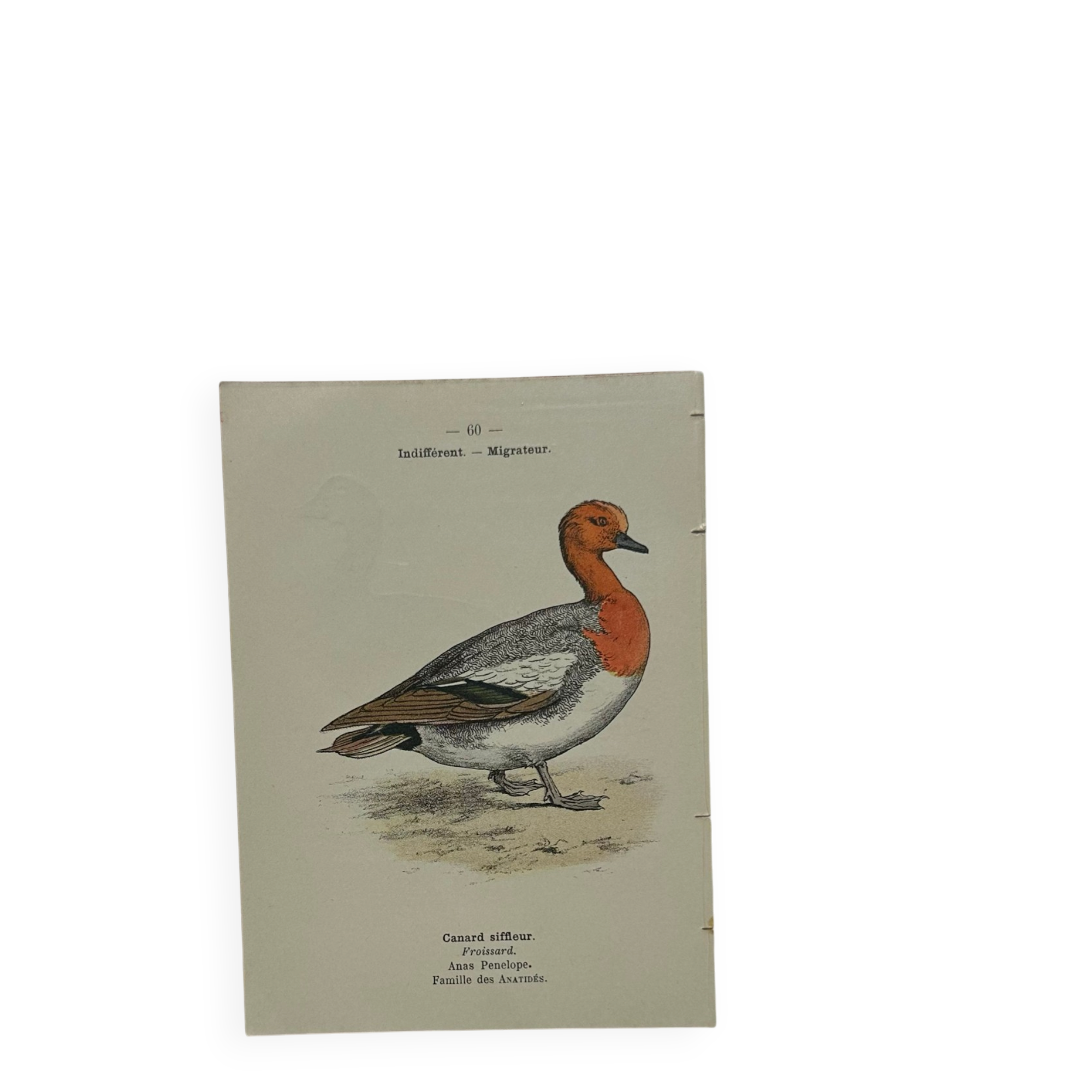 Botanical Plate Engraving of Birds, Naturalist, 19th Century, Double-sided A