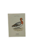 Botanical Plate Engraving of Birds, Naturalist, 19th Century, Double-sided A
