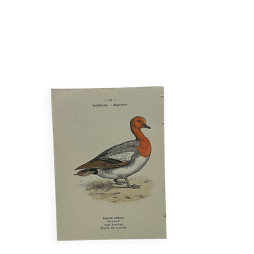 Botanical Plate Engraving of Birds, Naturalist, 19th Century, Double-sided A