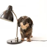 Vintage black desk lamp in Bauhaus style