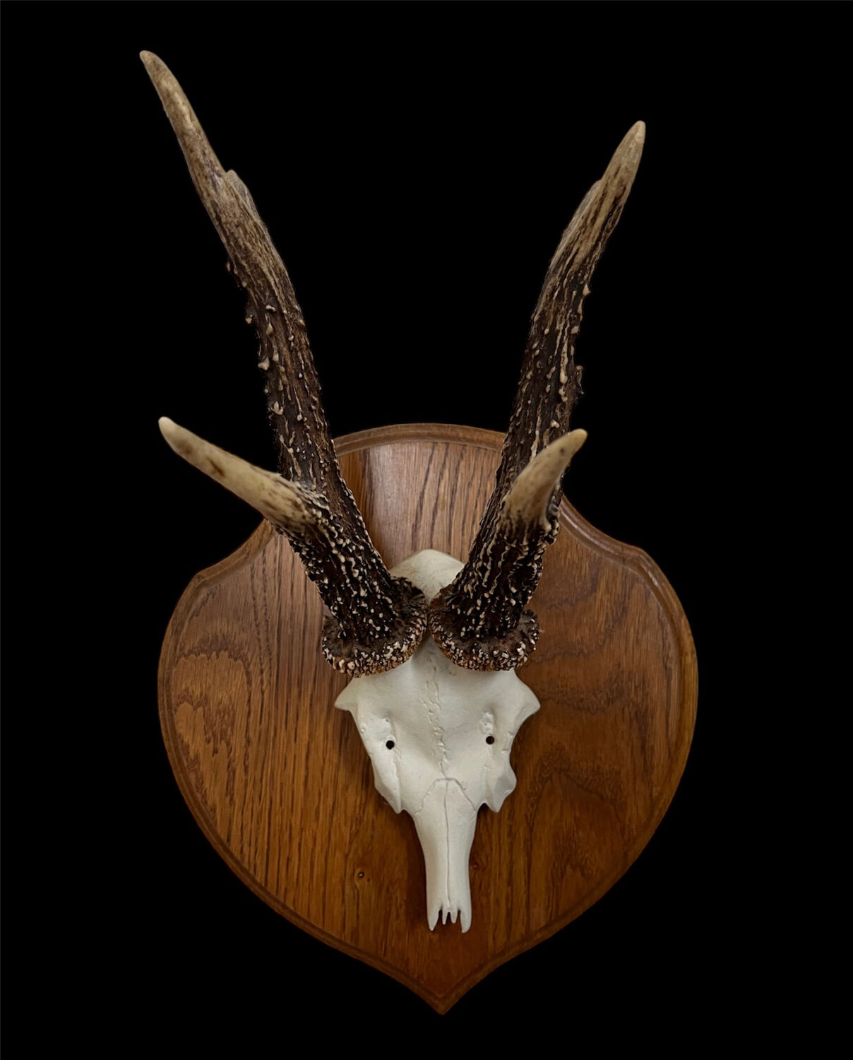Vintage trophy deer antler
