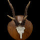 Vintage trophy deer antler