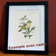 Old bird board from the 60s - Ringed Plover - Nature image