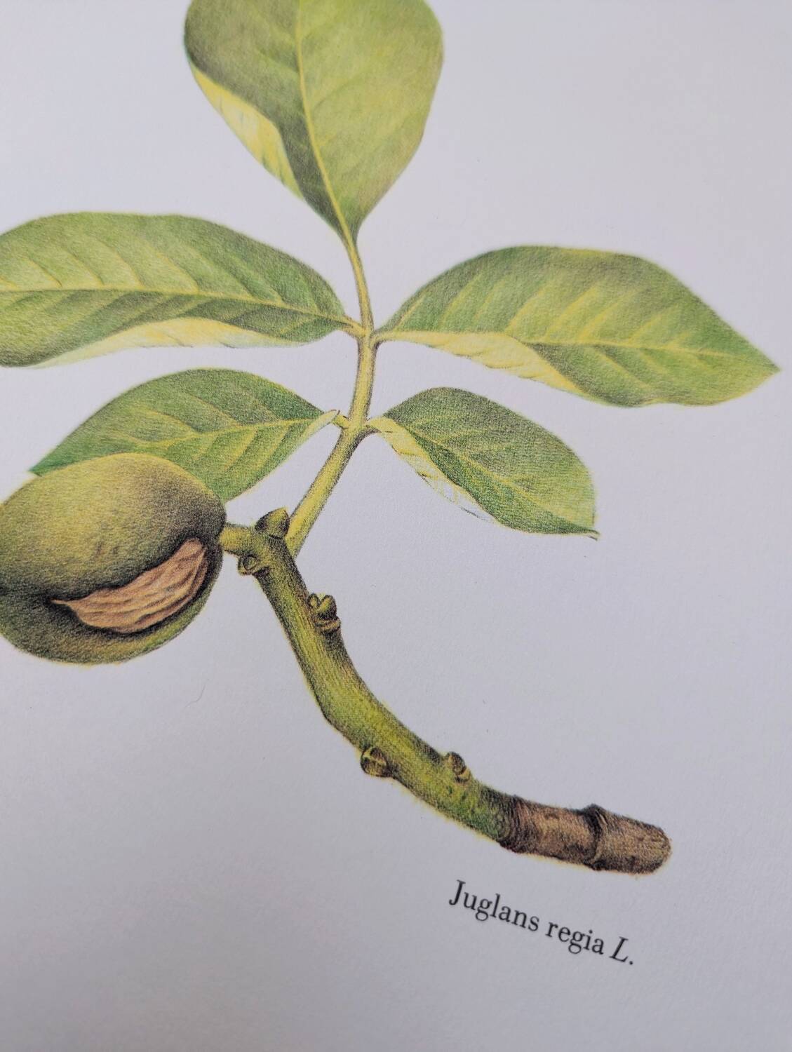 Printed in 1986, The Walnut Tree. Vintage Botanical