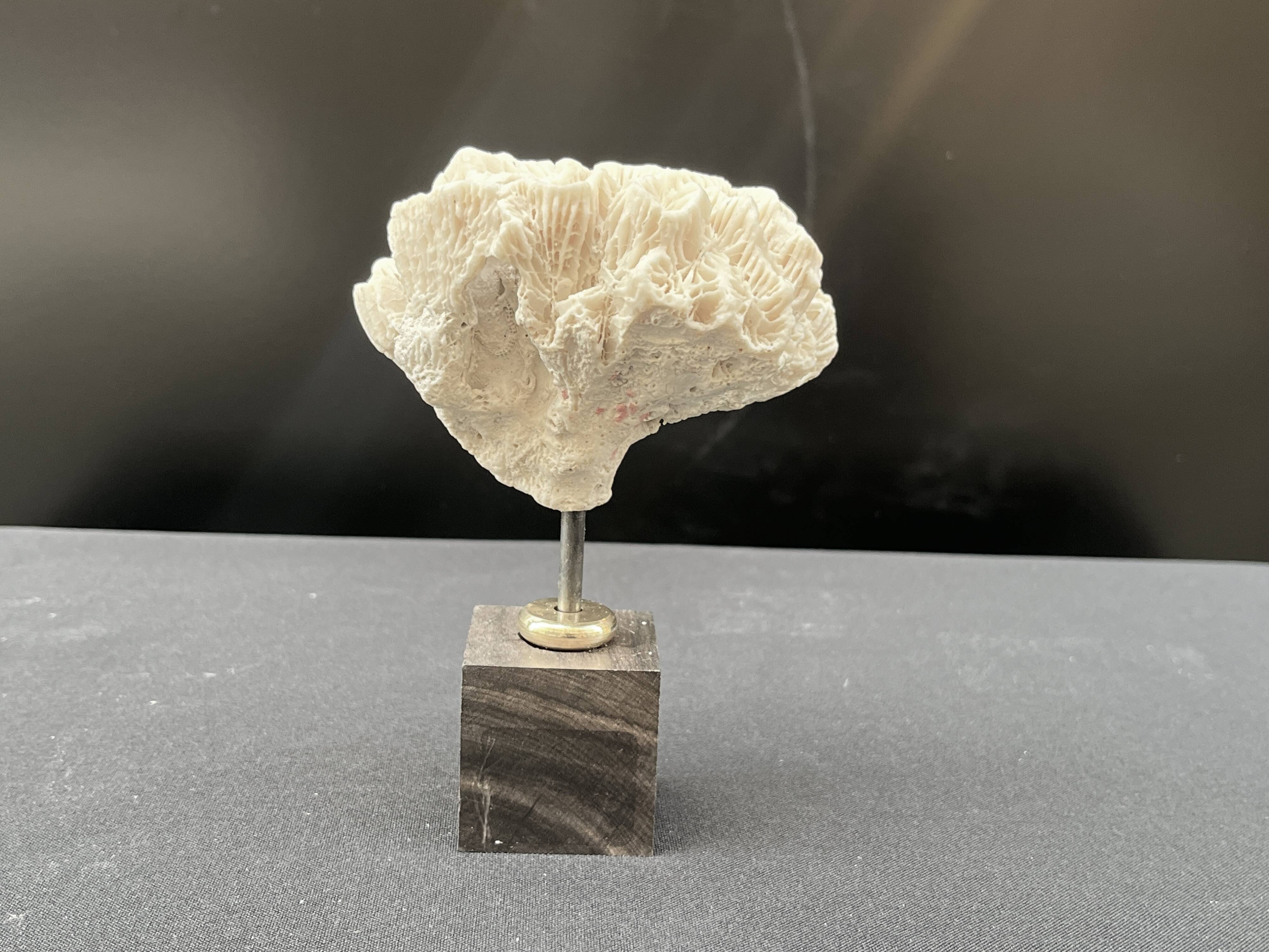 Antique natural white fossil coral on wooden base cabinet of curiosities