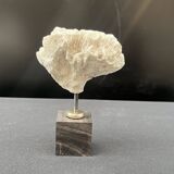 Antique natural white fossil coral on wooden base cabinet of curiosities