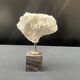 Antique natural white fossil coral on wooden base cabinet of curiosities