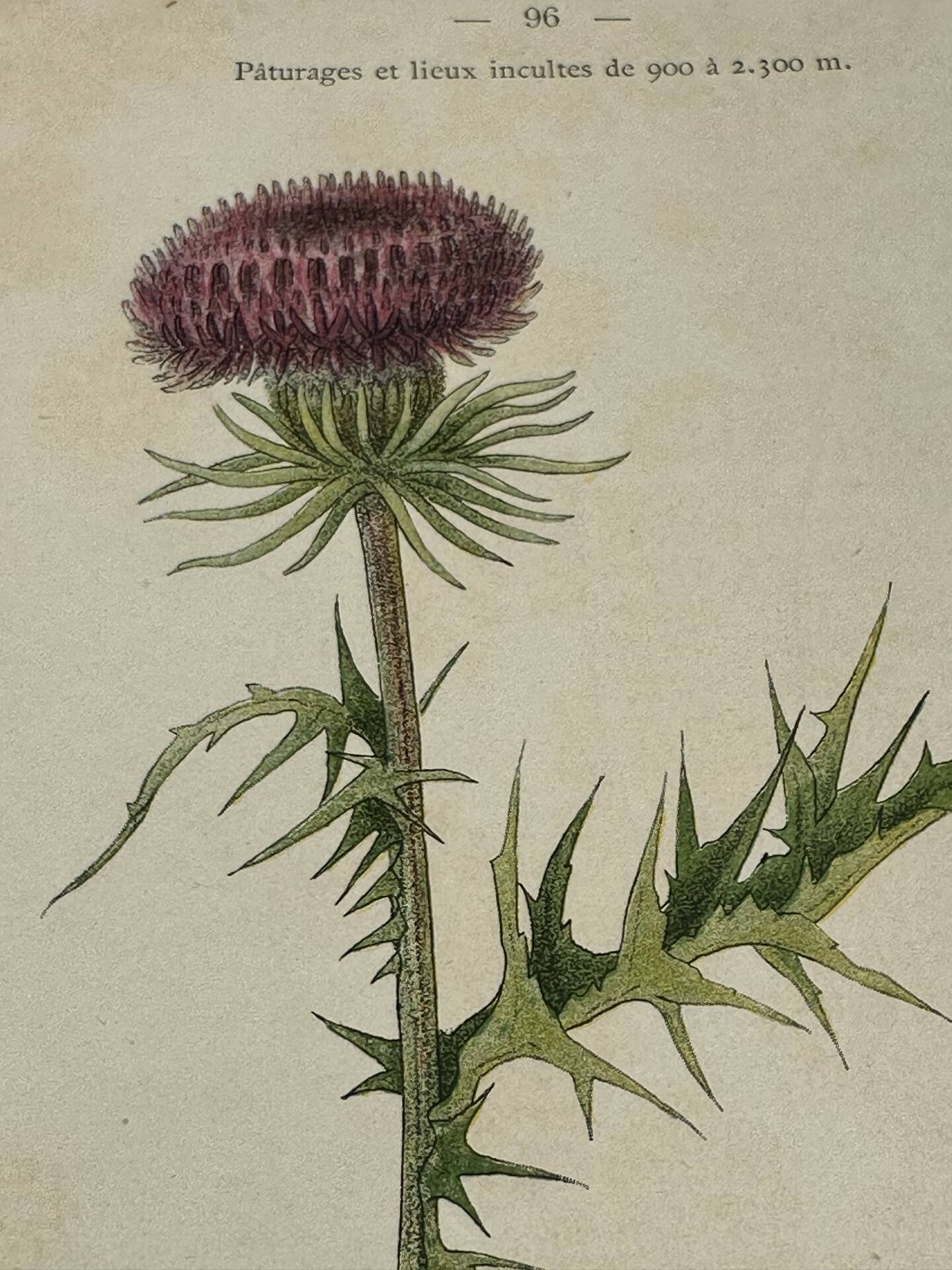 Gravure Botanique Ancienne XIXe – Lithographies Naturalistes  Fleurs