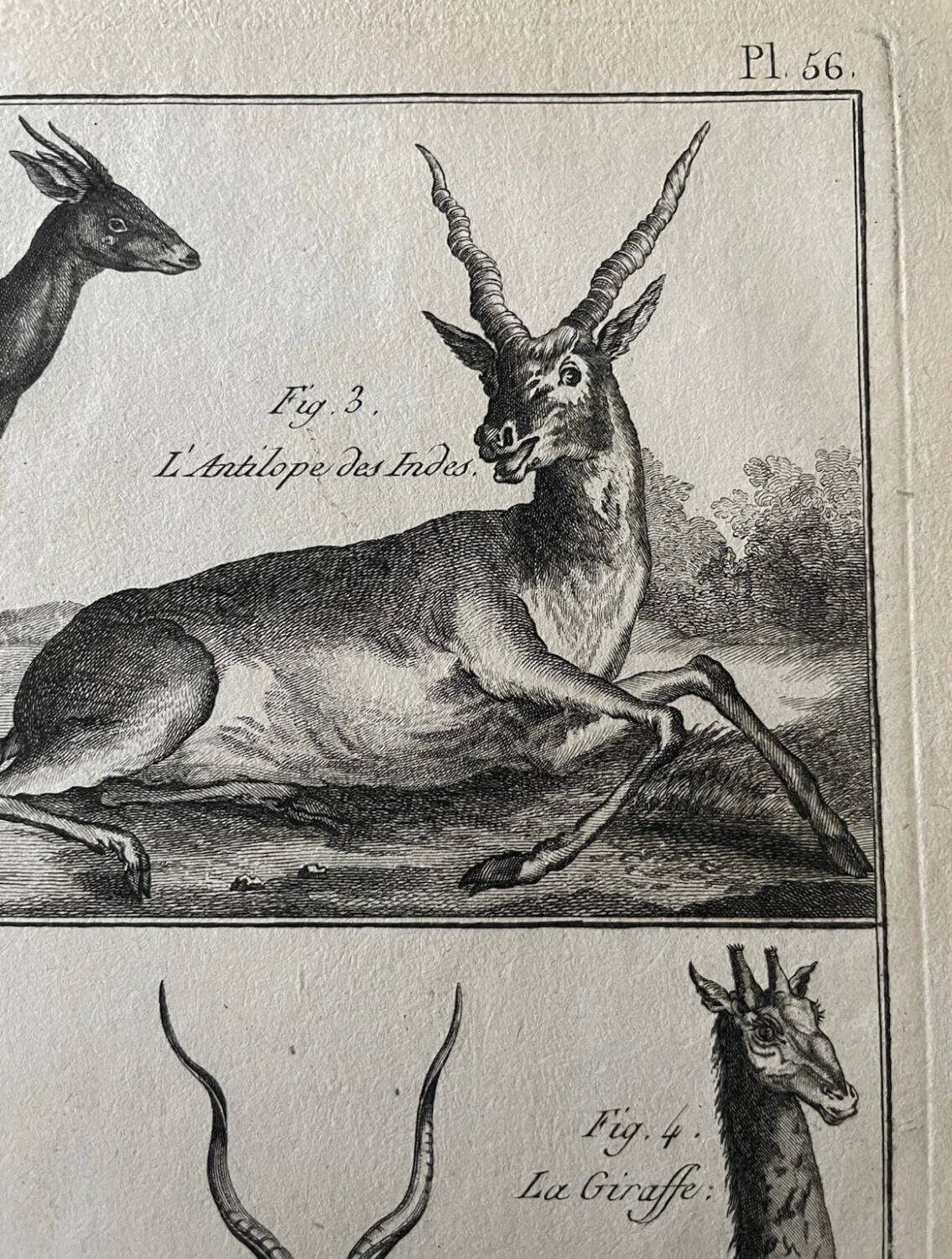 Gravure Livre ancien XVIIIe Buffon, Bonnaterre, Histoire naturelle