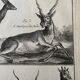 Gravure Livre ancien XVIIIe Buffon, Bonnaterre, Histoire naturelle
