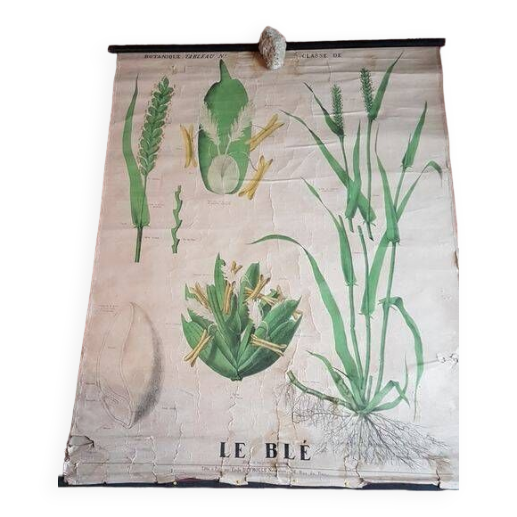 Ancienne affiche Deyrolle - le blé