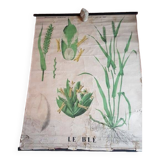 Ancienne affiche Deyrolle - le blé